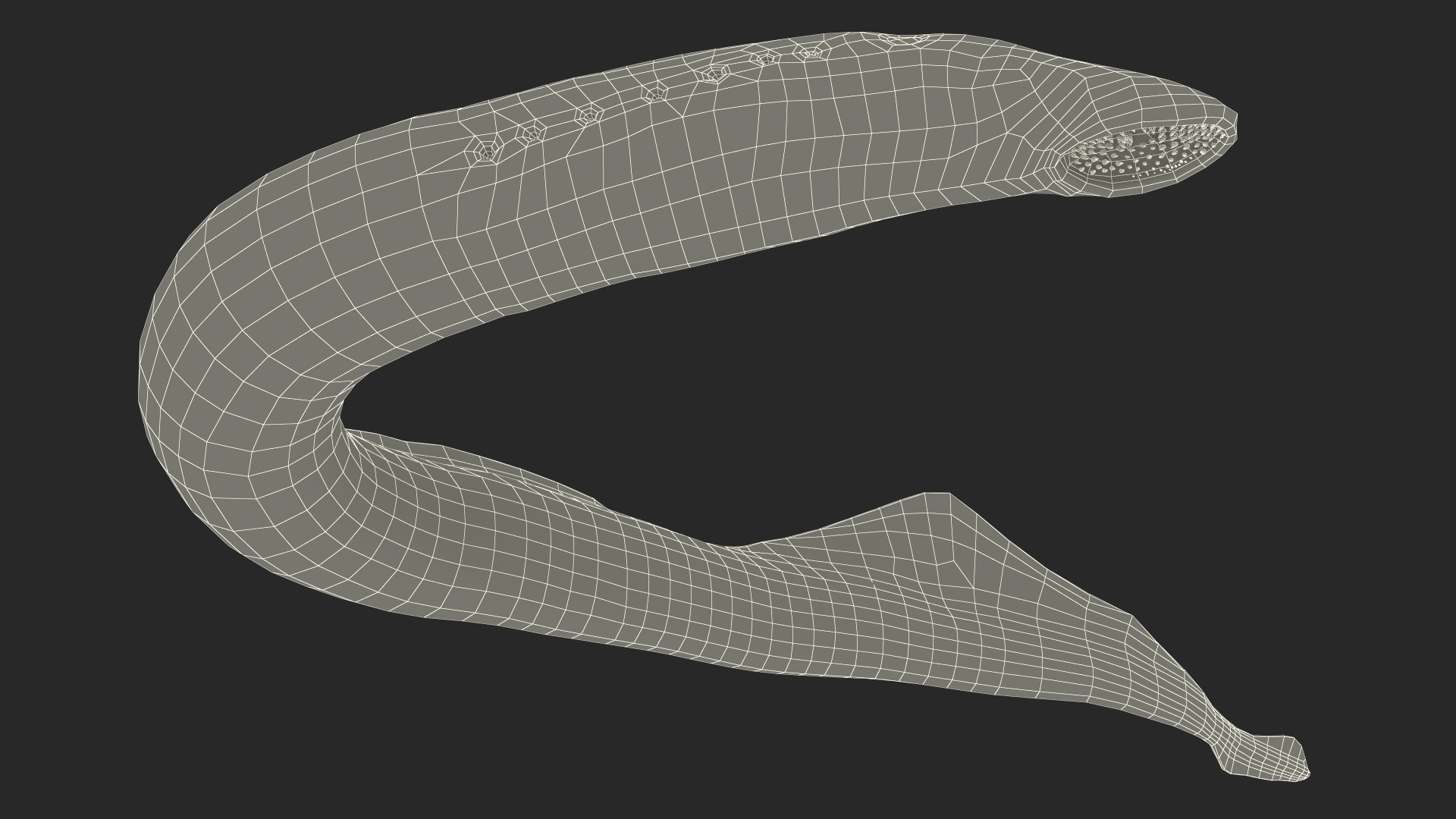Lamprey Bent Pose 3D