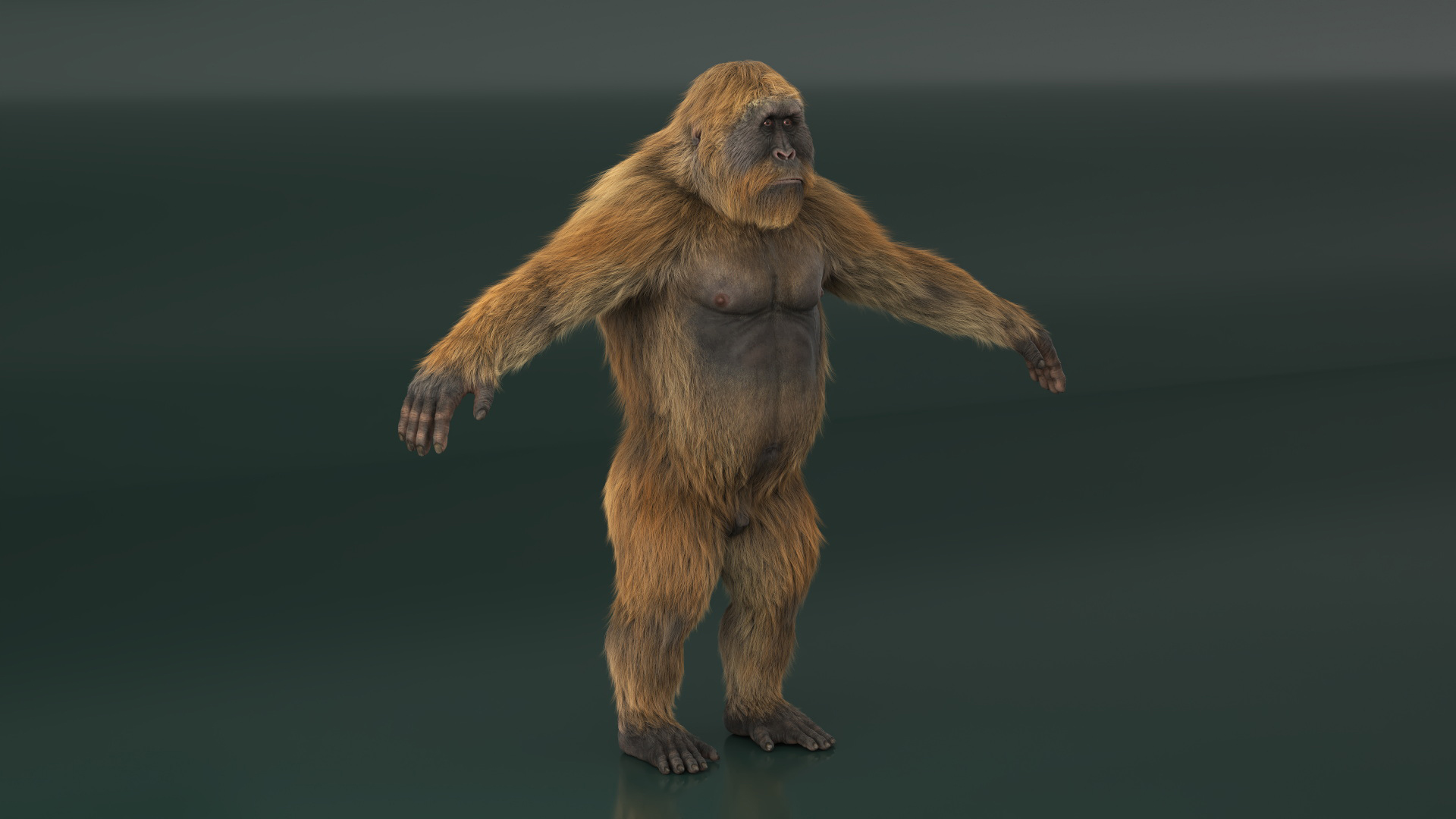 3D Gigantopithecus Fur Rigged