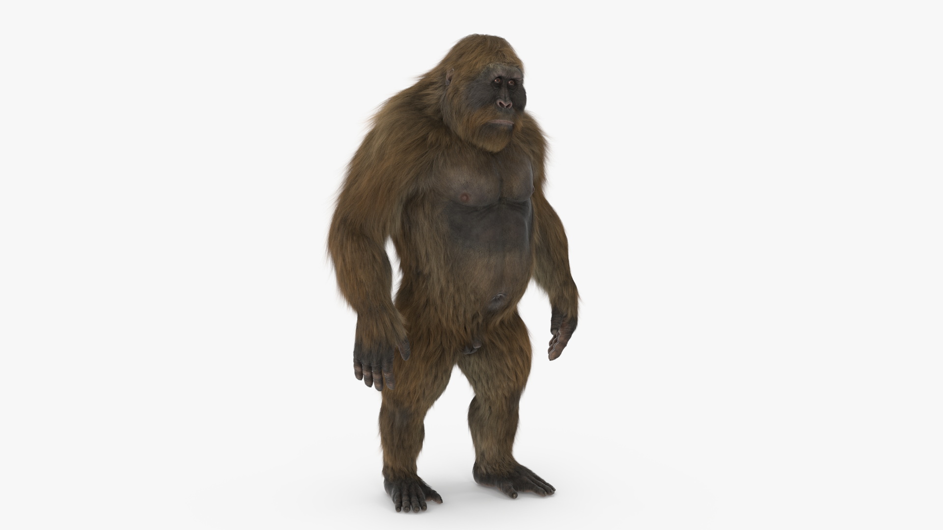 3D Gigantopithecus Fur Rigged