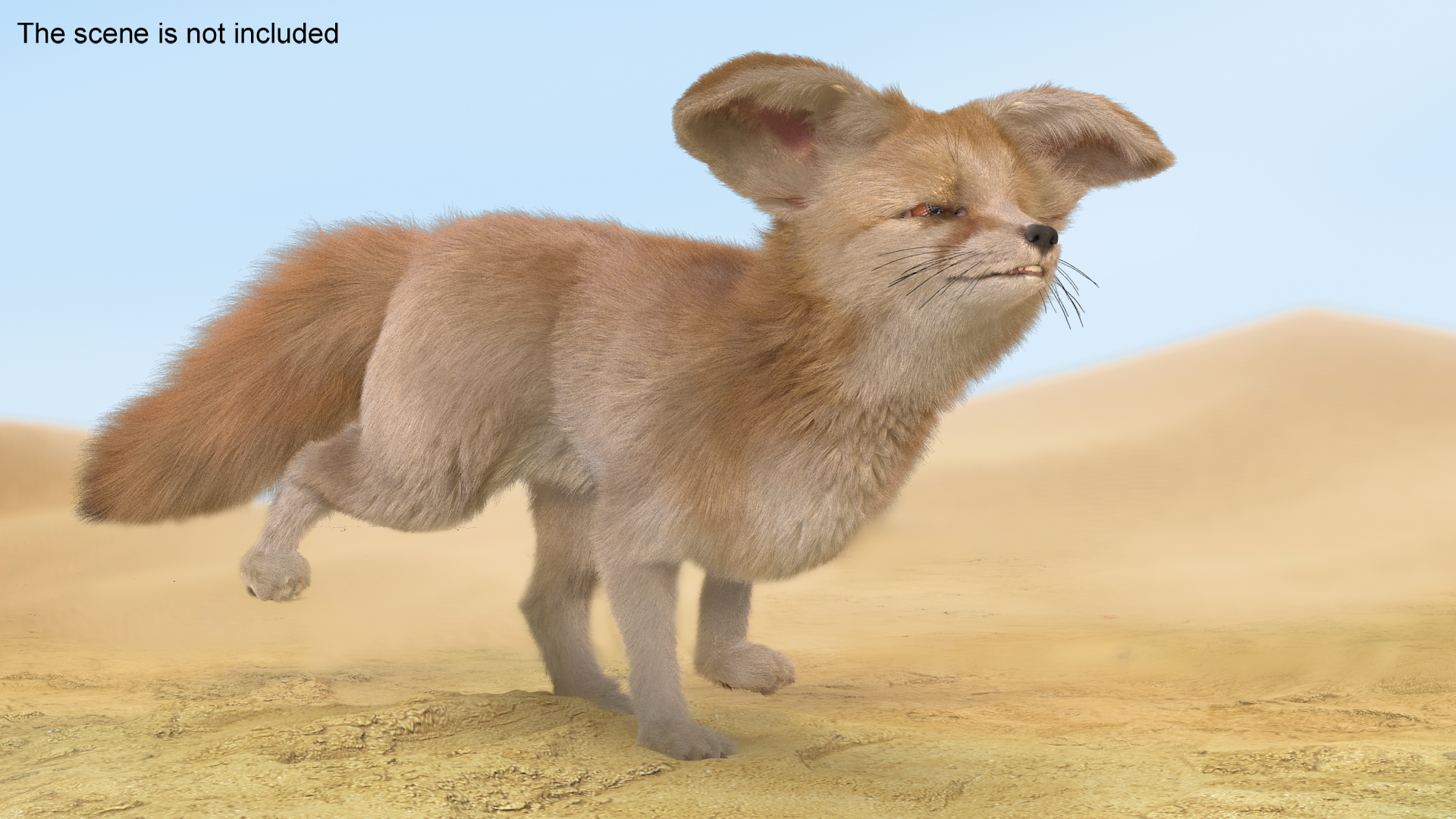 3D Desert Fox Fennec Fur Rigged model