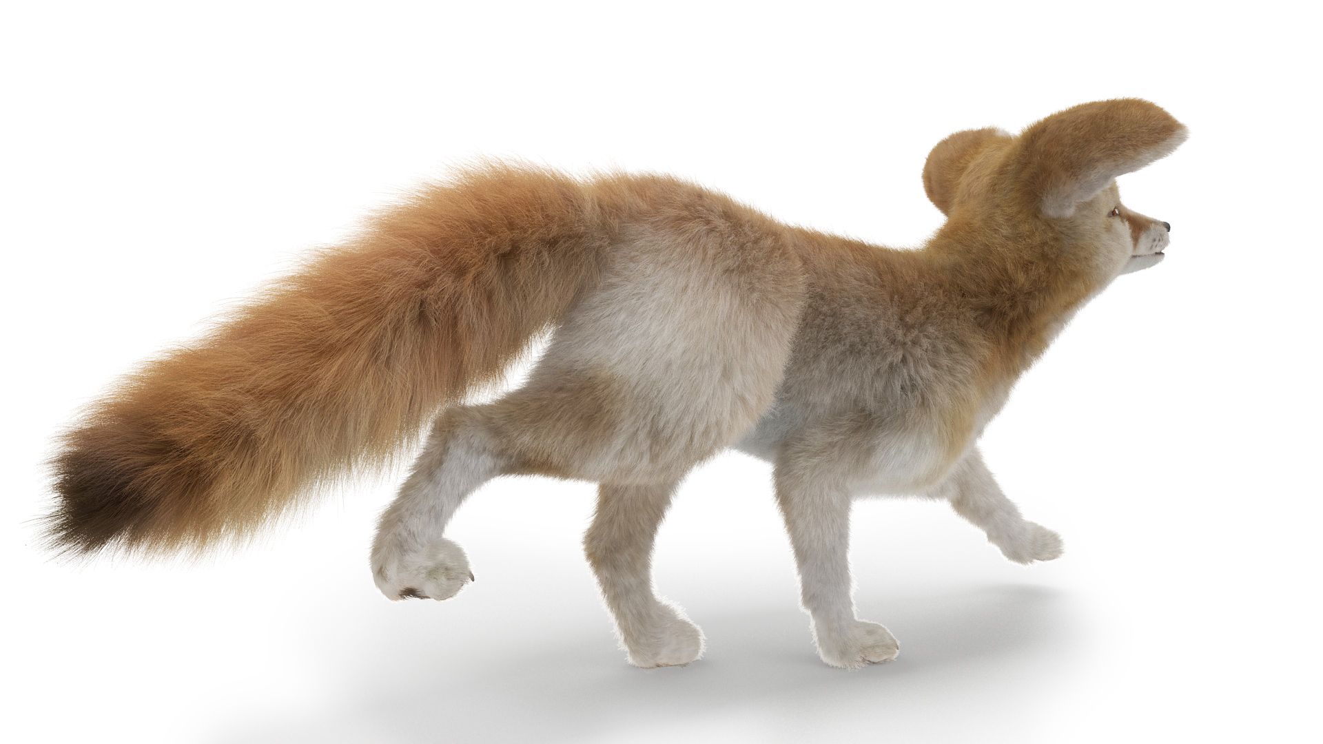 3D Desert Fox Fennec Fur Rigged model