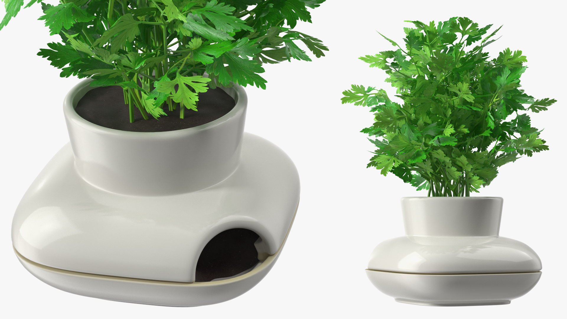 3D Parsley in Sagaform Single Herb Pot White