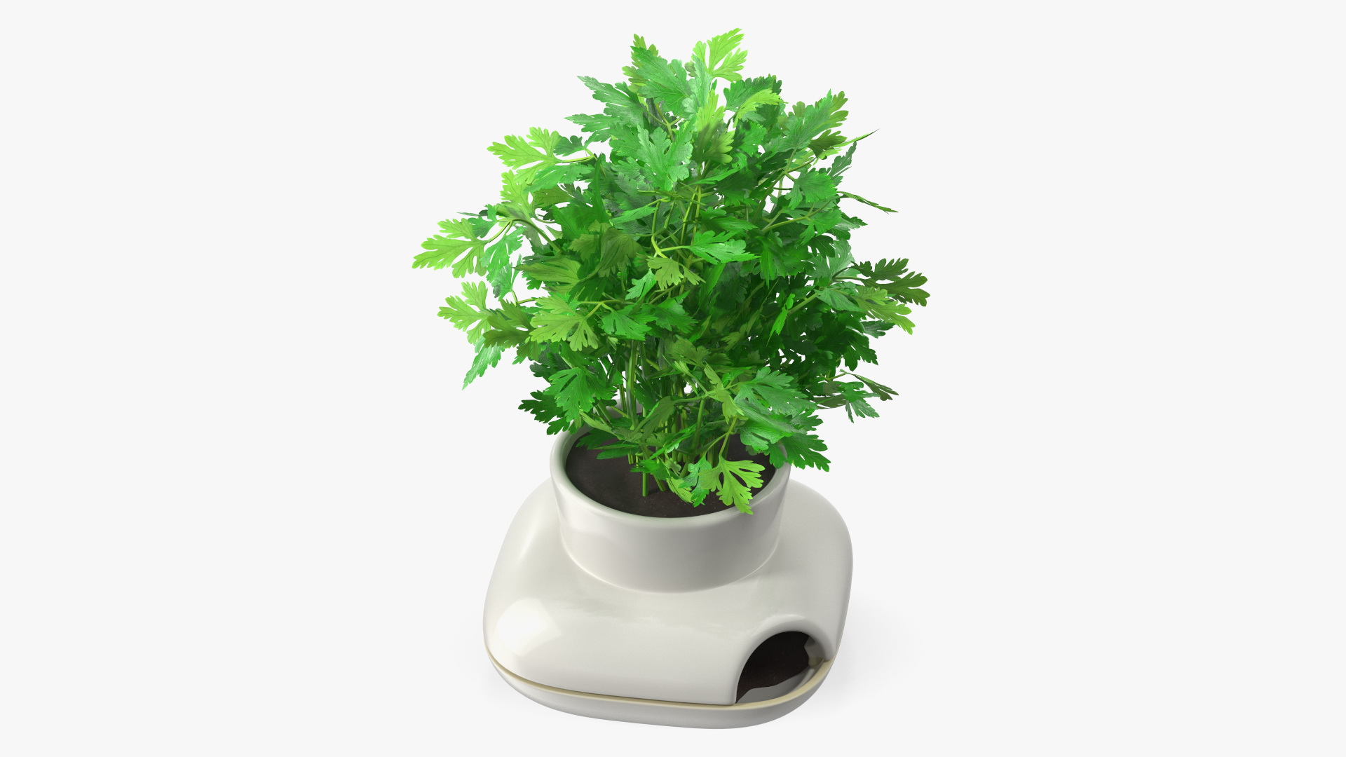 3D Parsley in Sagaform Single Herb Pot White