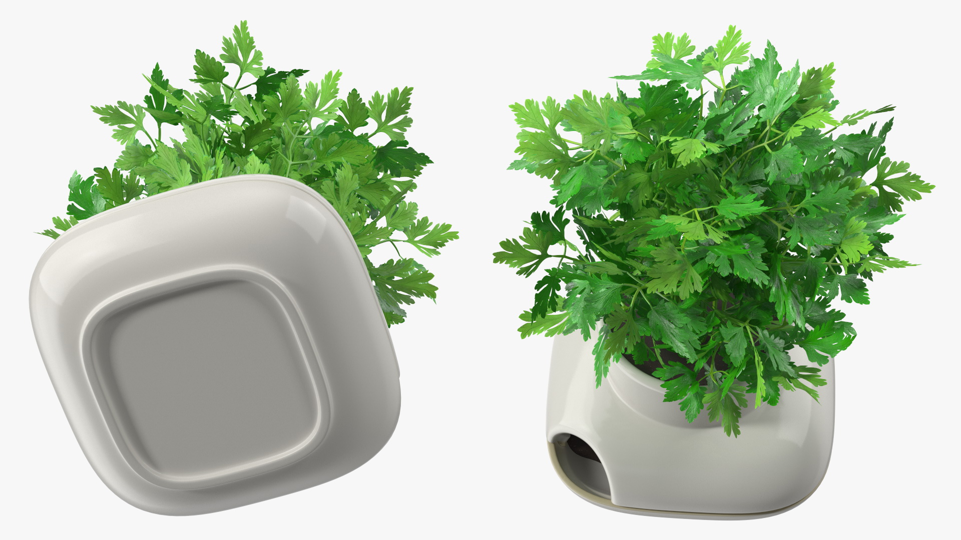 3D Parsley in Sagaform Single Herb Pot White