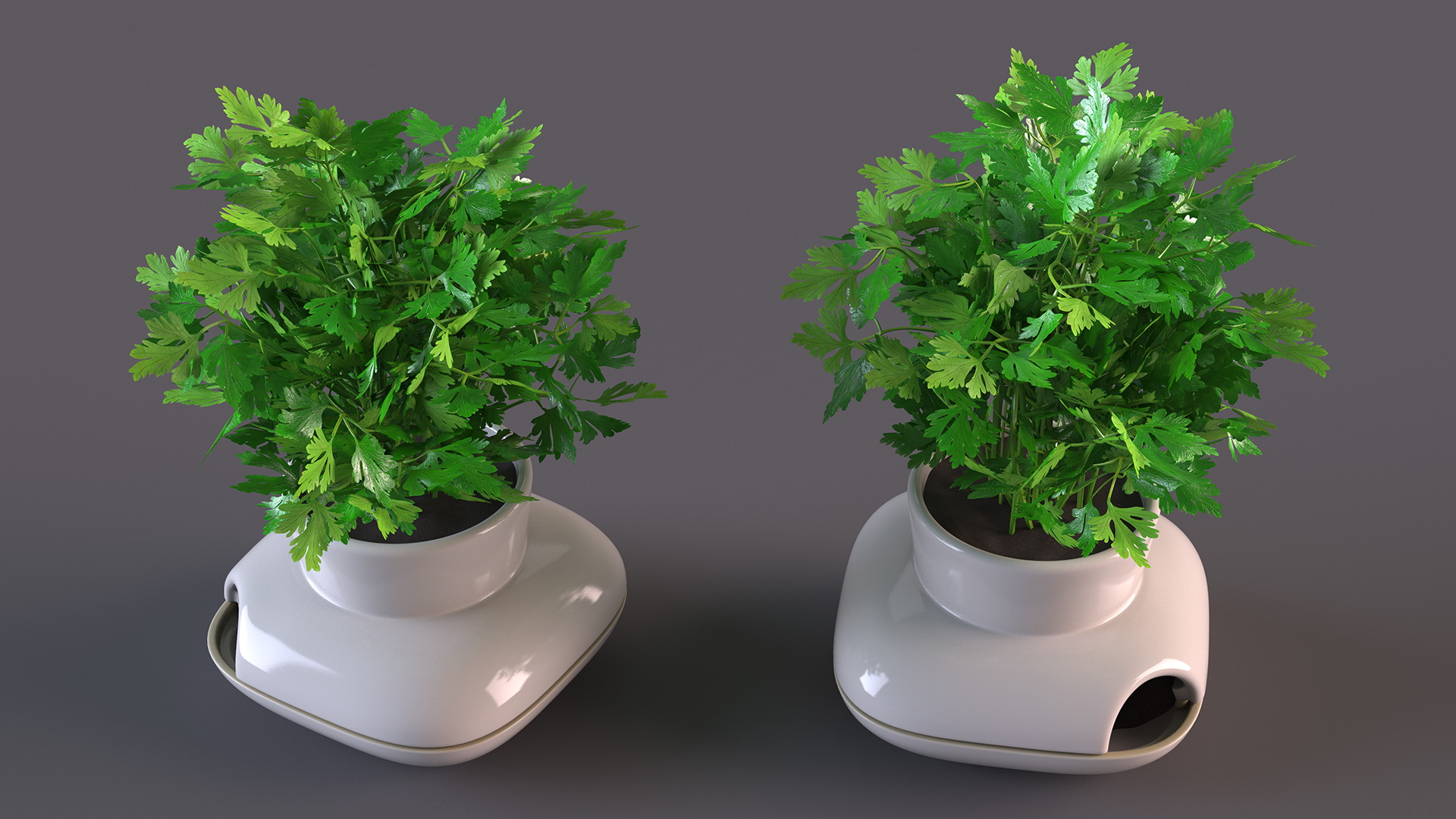 3D Parsley in Sagaform Single Herb Pot White