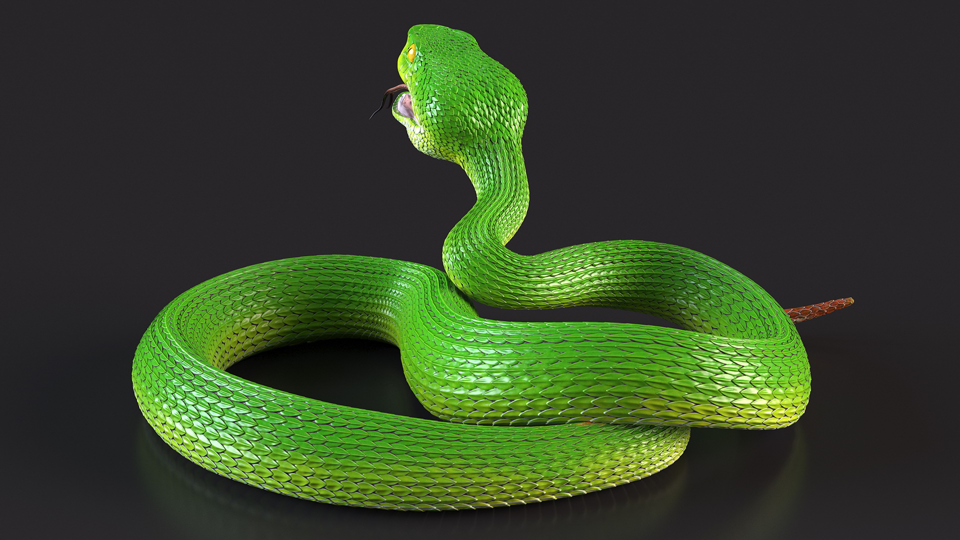 Attacking Green Snake Trimeresurus 3D model