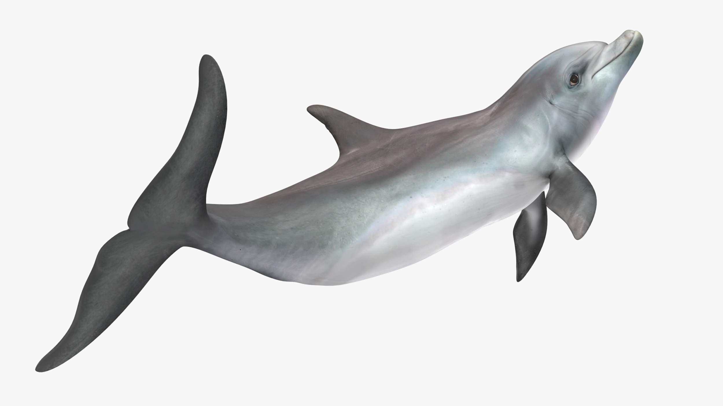 3D Dolphin Jumping Out Of Water Animated for Maya