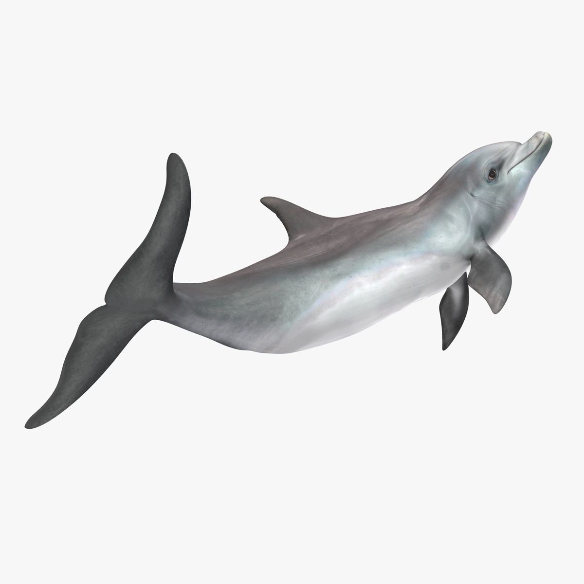 3D Dolphin Jumping Out Of Water Animated for Maya