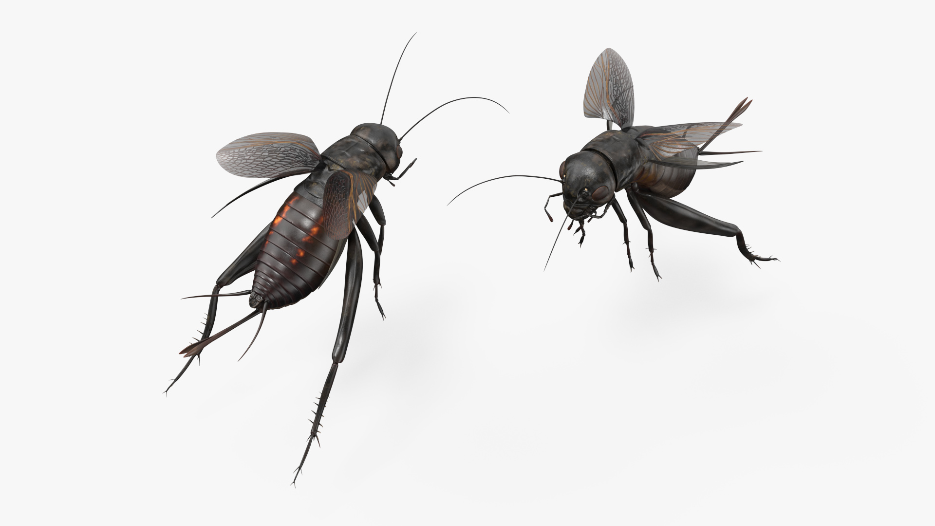 3D Field Cricket Jumping
