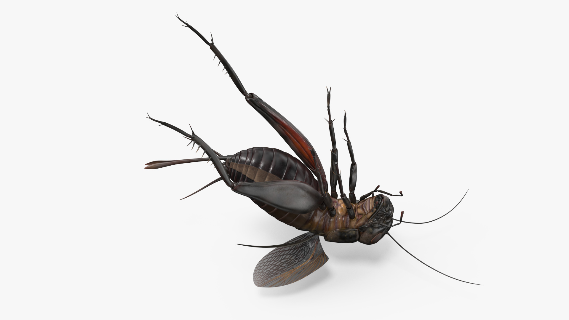 3D Field Cricket Jumping