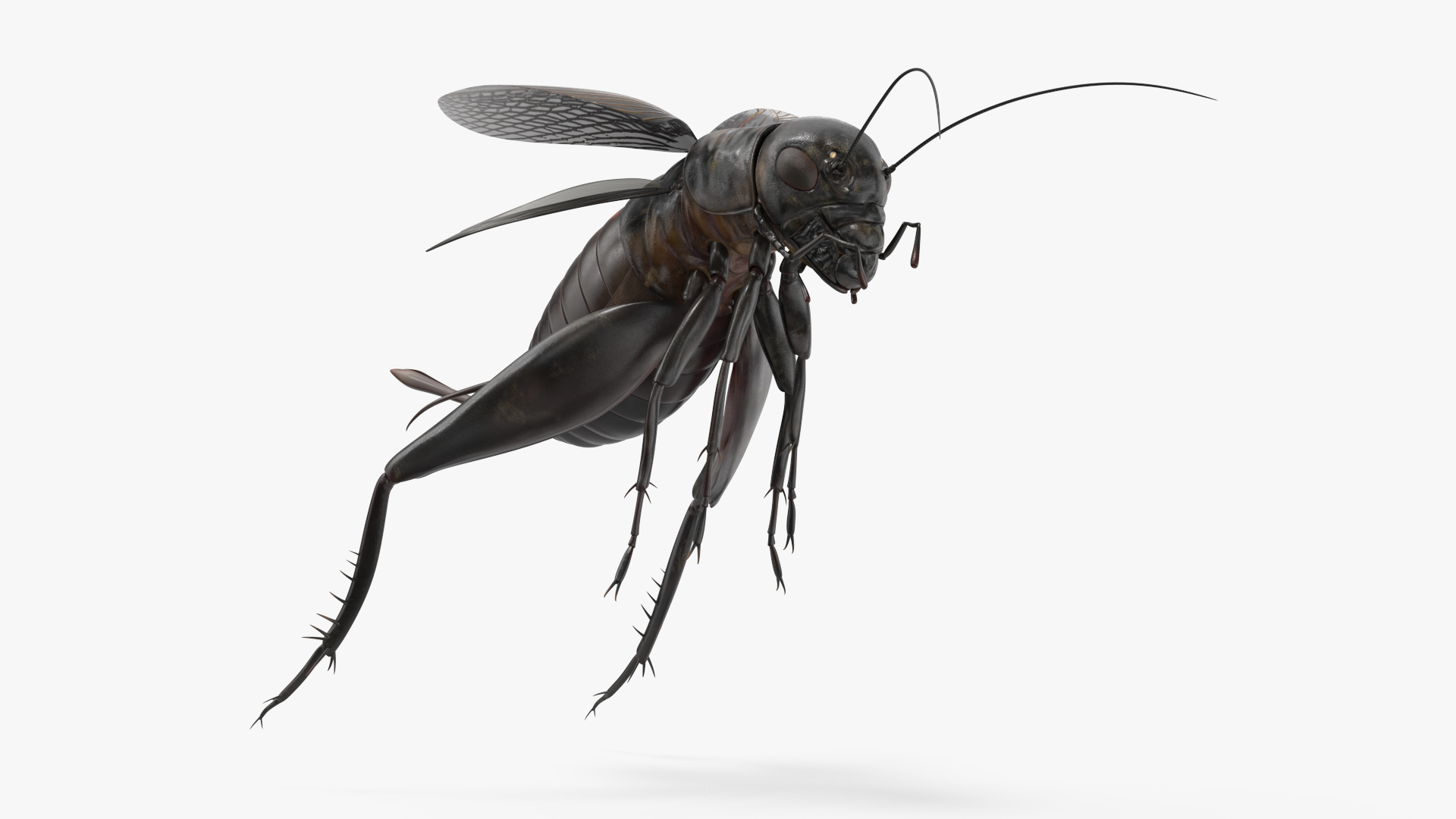 3D Field Cricket Jumping