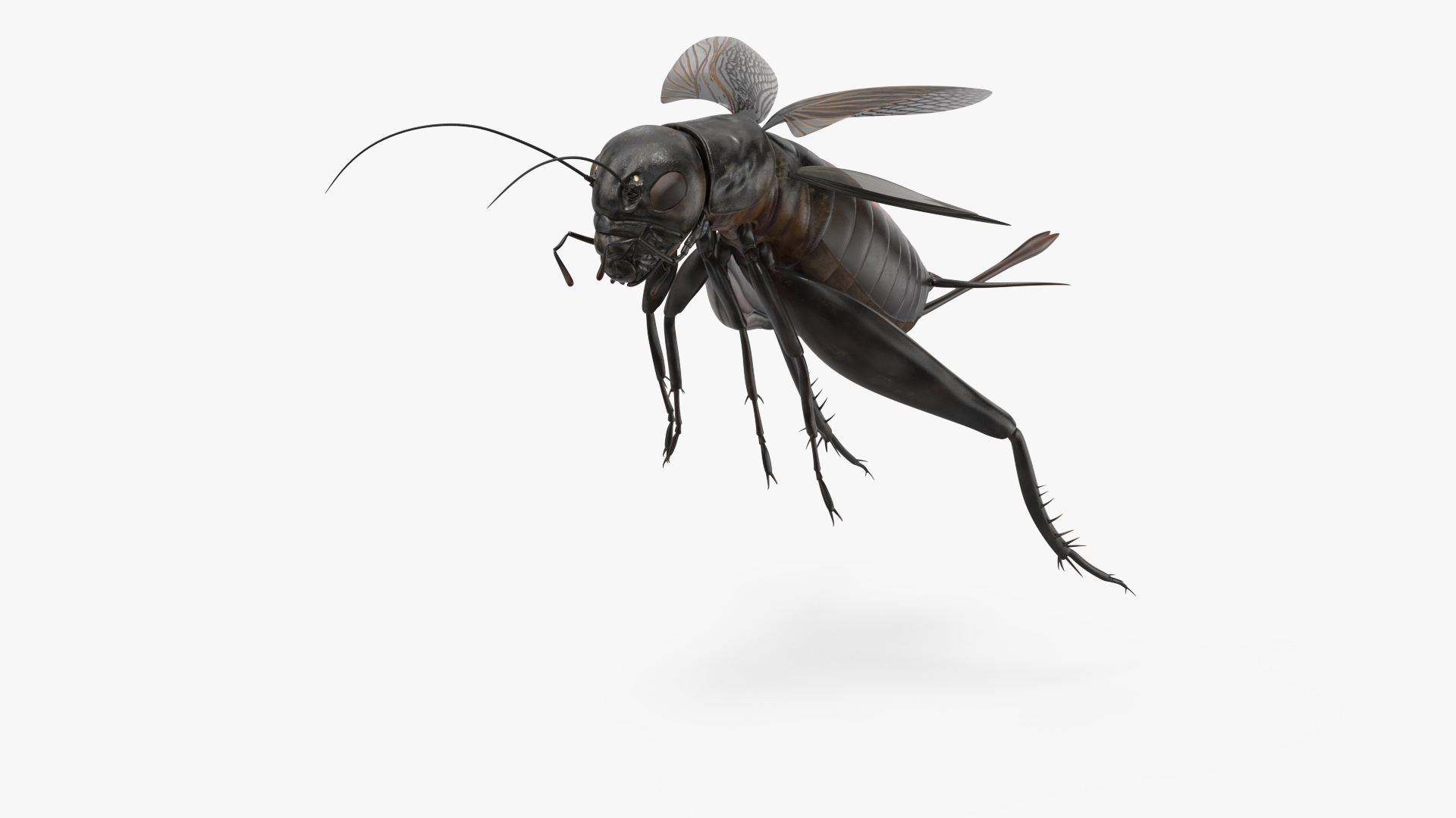 3D Field Cricket Jumping