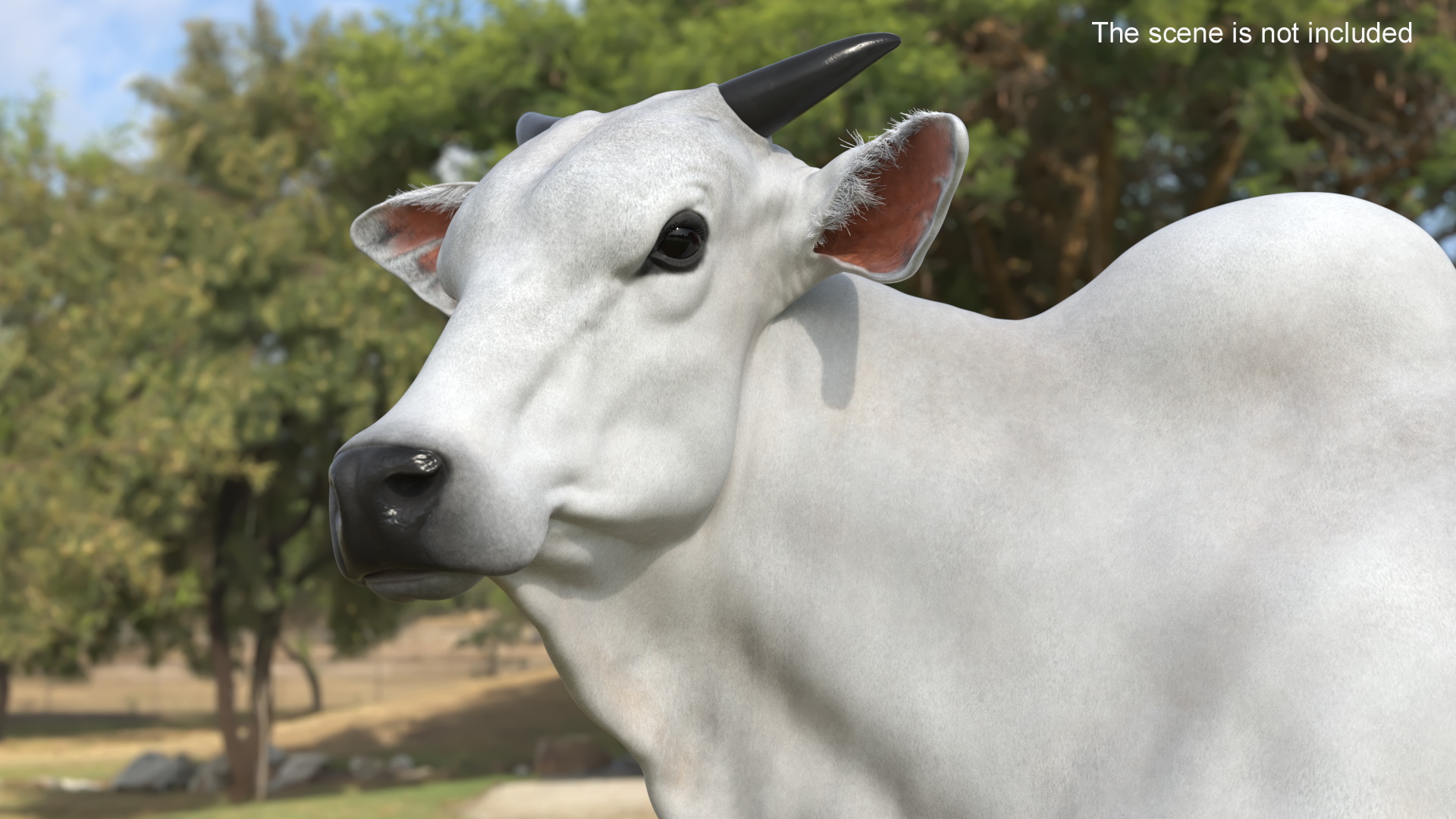 3D Zebu Cattle Male Looking Fur model