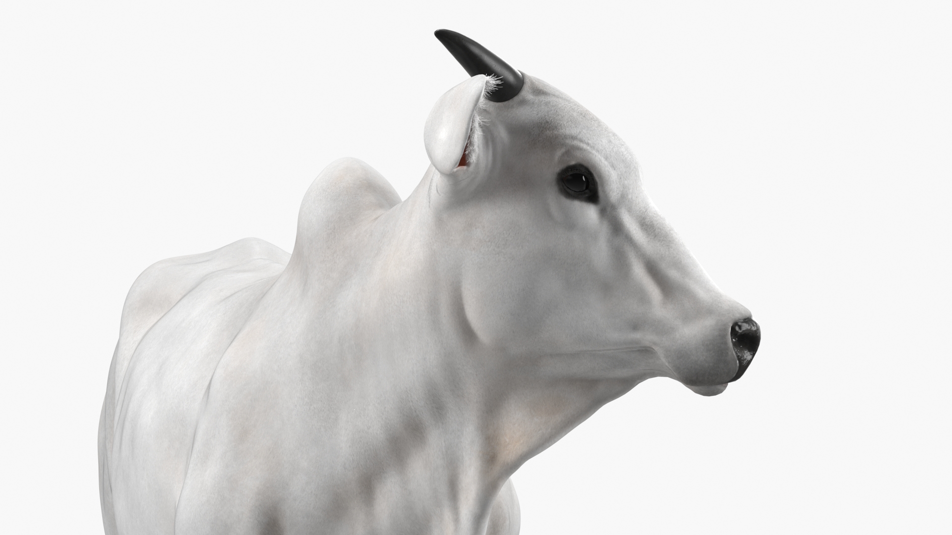 3D Zebu Cattle Male Looking Fur model