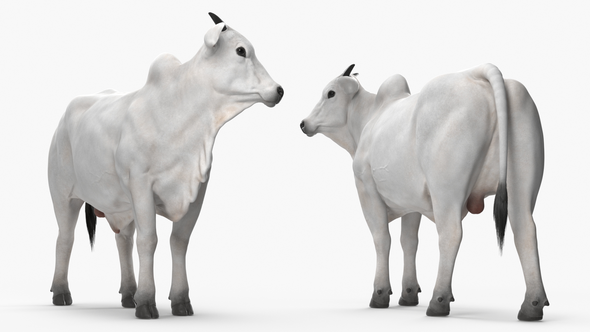3D Zebu Cattle Male Looking Fur model