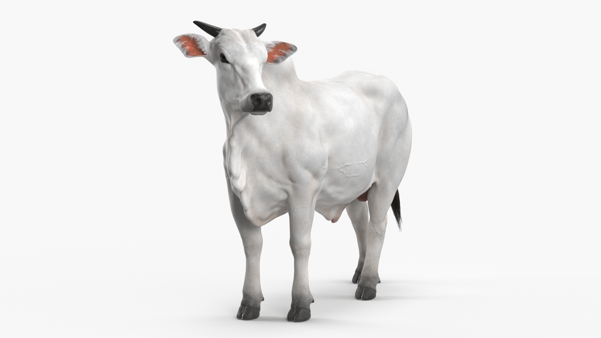 3D Zebu Cattle Male Looking Fur model