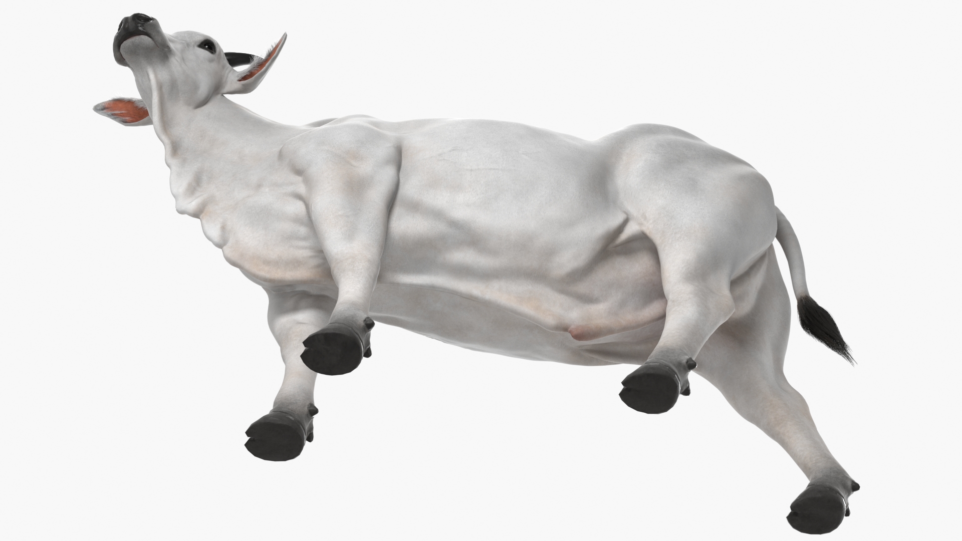 3D Zebu Cattle Male Looking Fur model