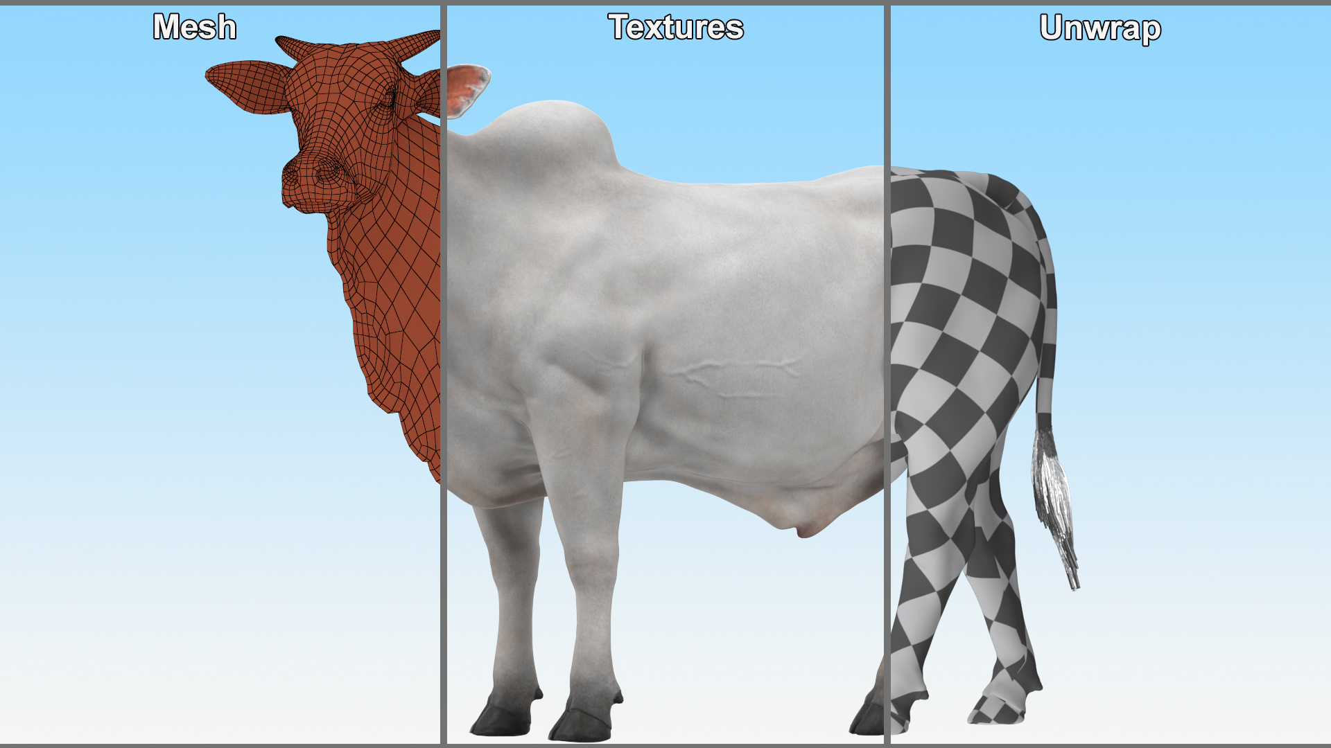 3D Zebu Cattle Male Looking Fur model