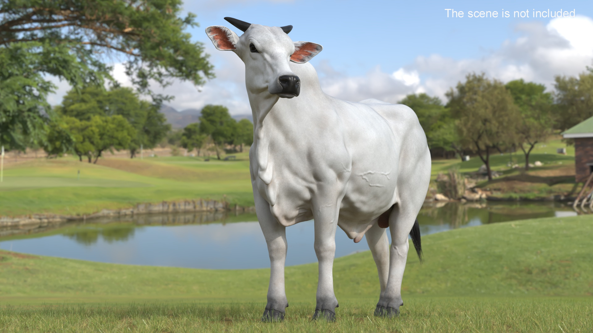 3D Zebu Cattle Male Looking Fur model