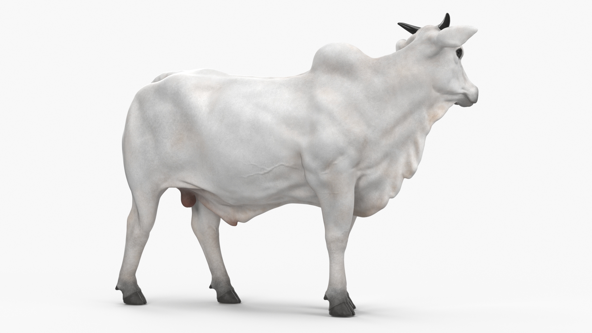 3D Zebu Cattle Male Looking Fur model
