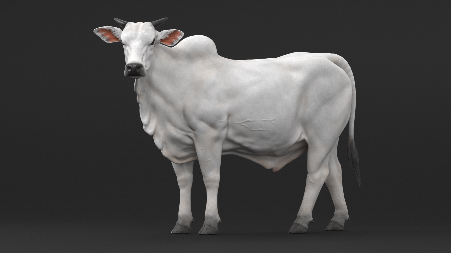 3D Zebu Cattle Male Looking Fur model