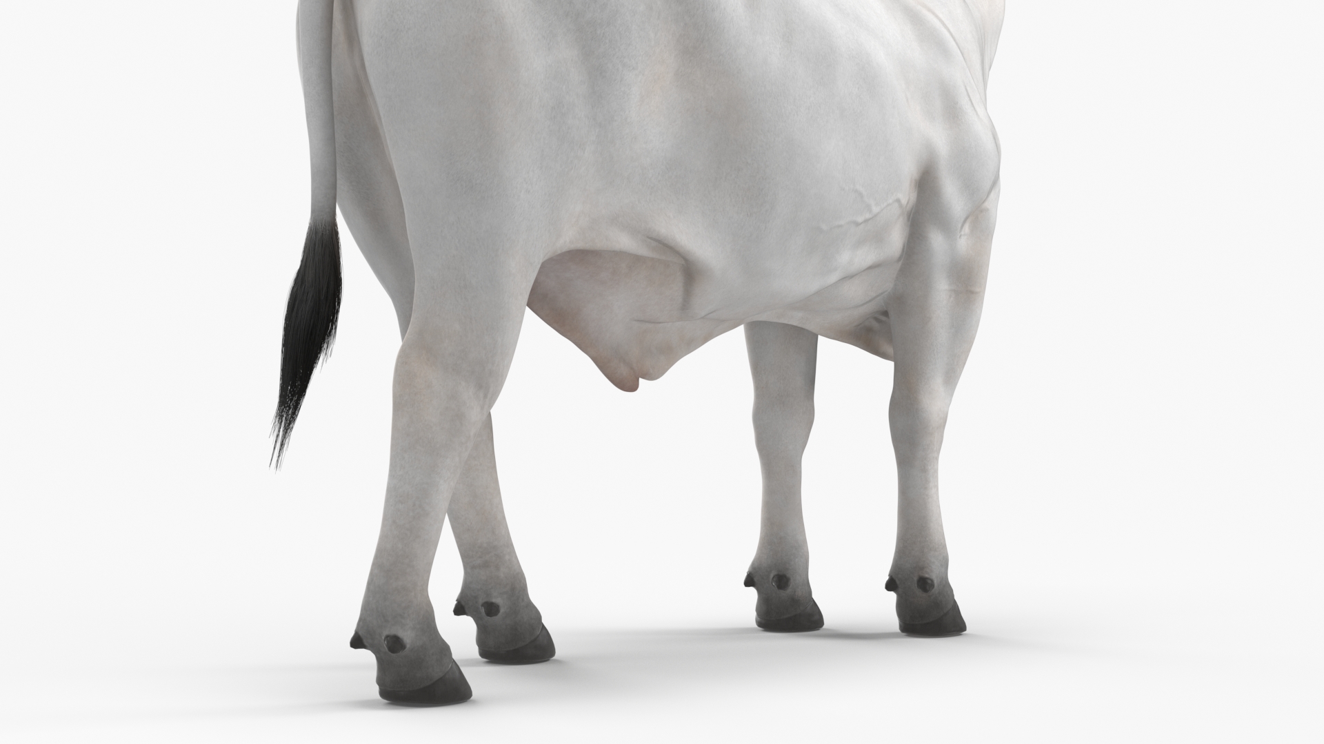 3D Zebu Cattle Male Looking Fur model