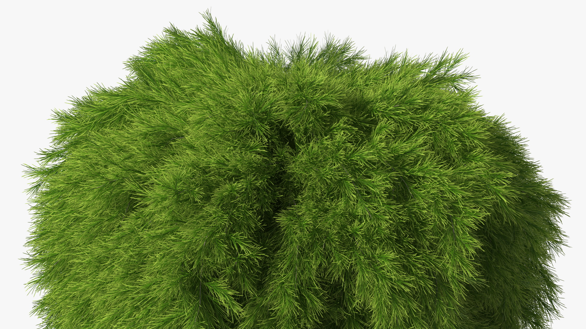 Acacia Cognata Tree 3D model