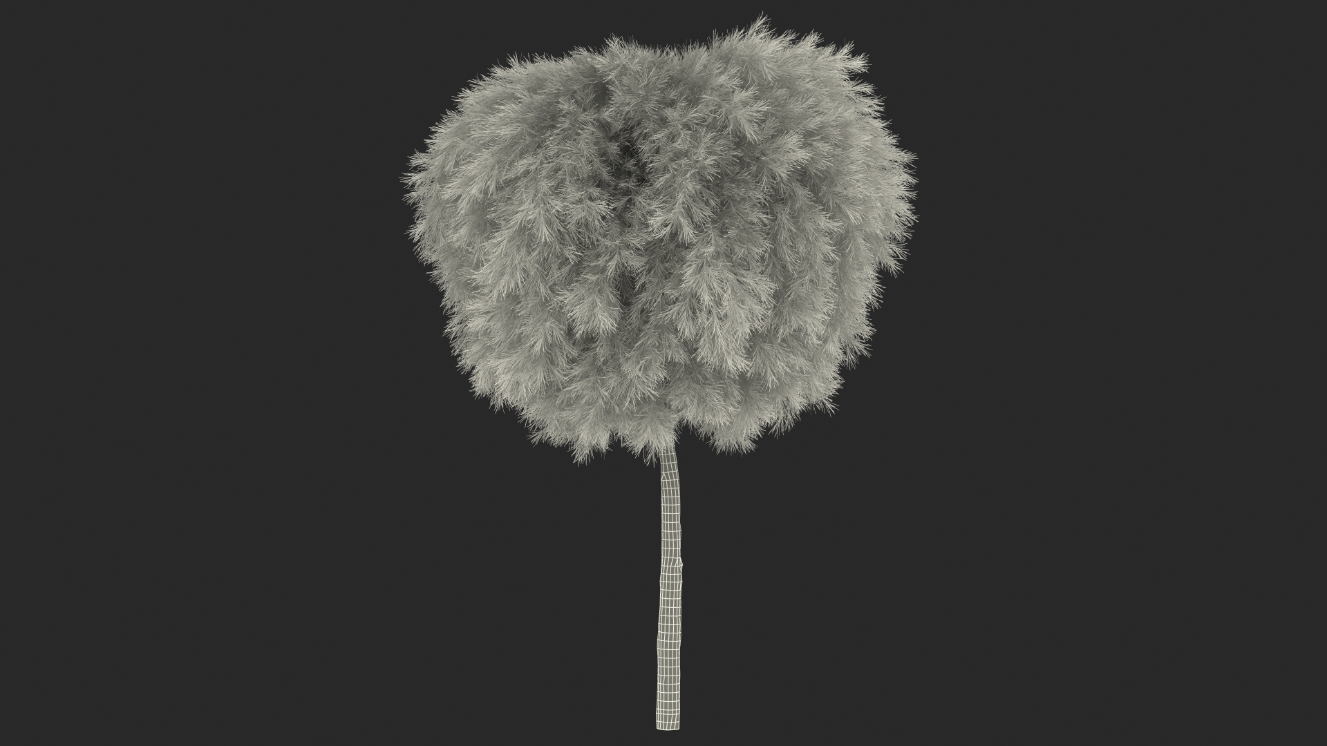 Acacia Cognata Tree 3D model