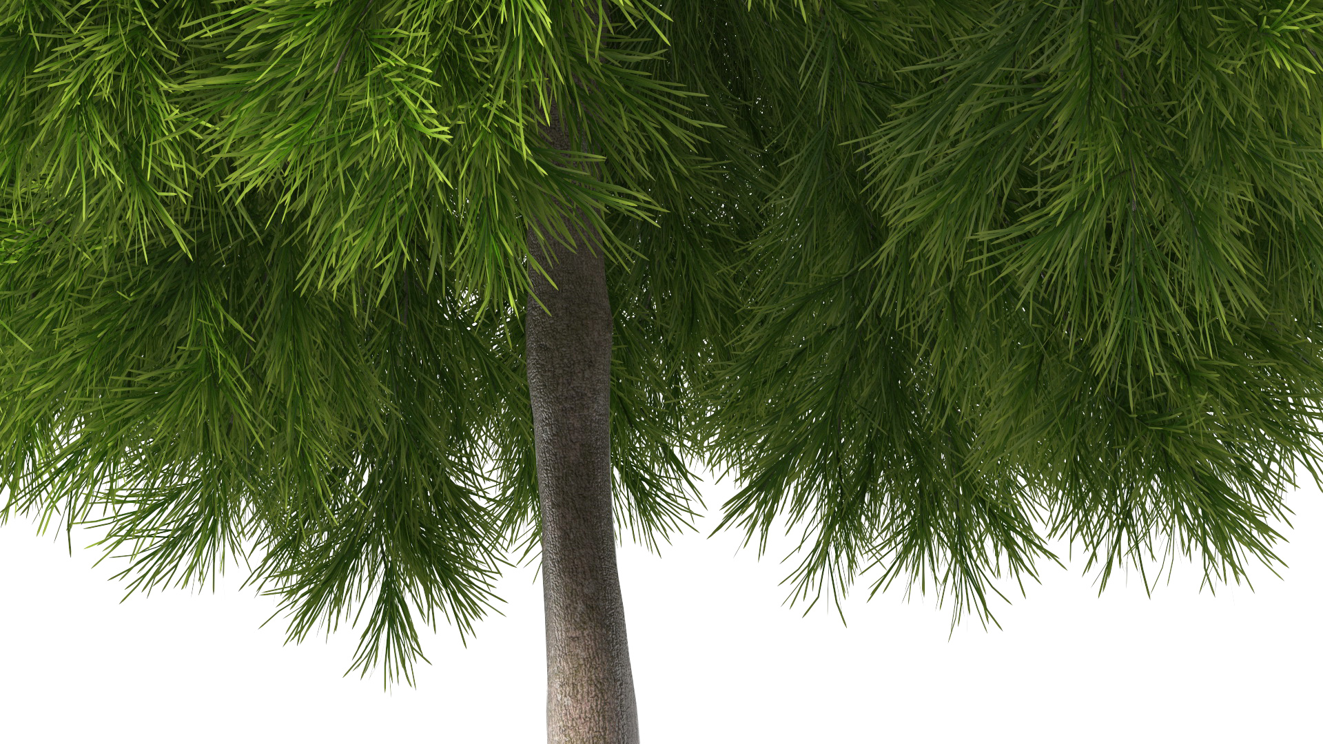 Acacia Cognata Tree 3D model