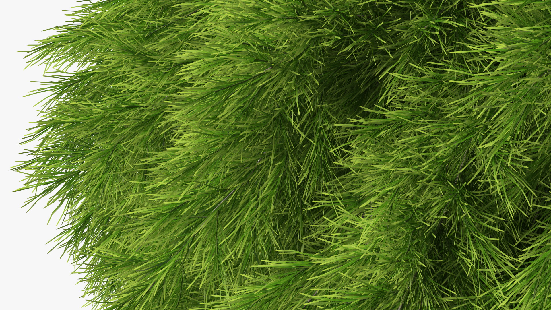 Acacia Cognata Tree 3D model