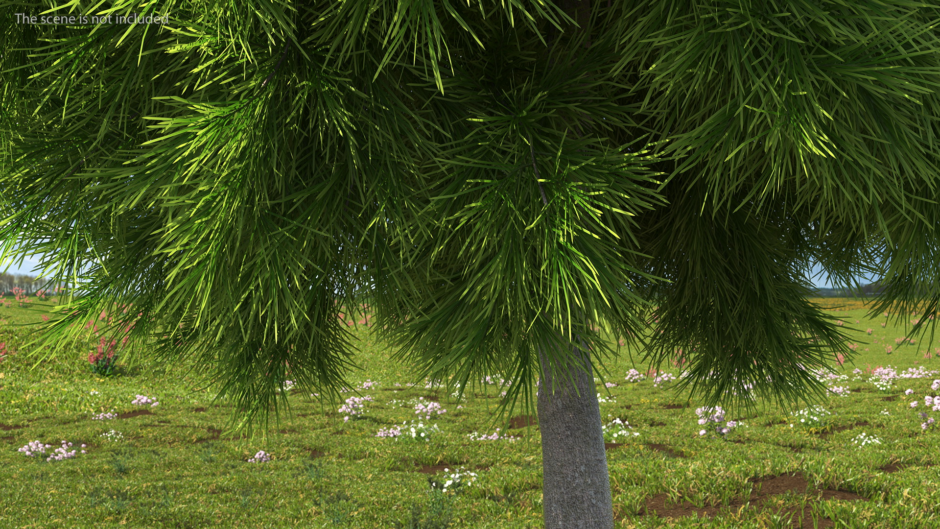 Acacia Cognata Tree 3D model