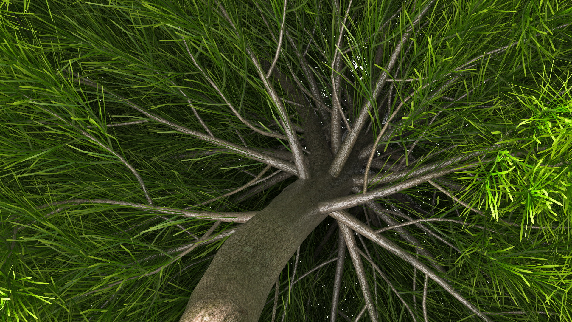 Acacia Cognata Tree 3D model