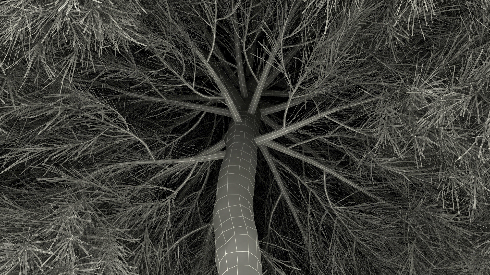 Acacia Cognata Tree 3D model