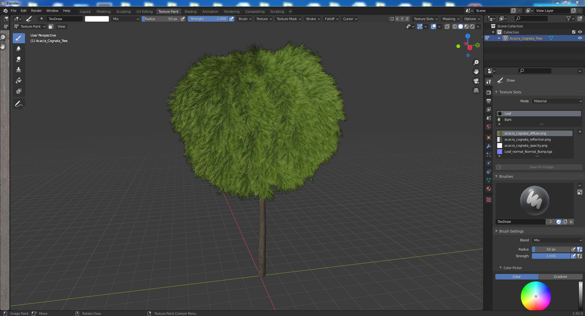Acacia Cognata Tree 3D model