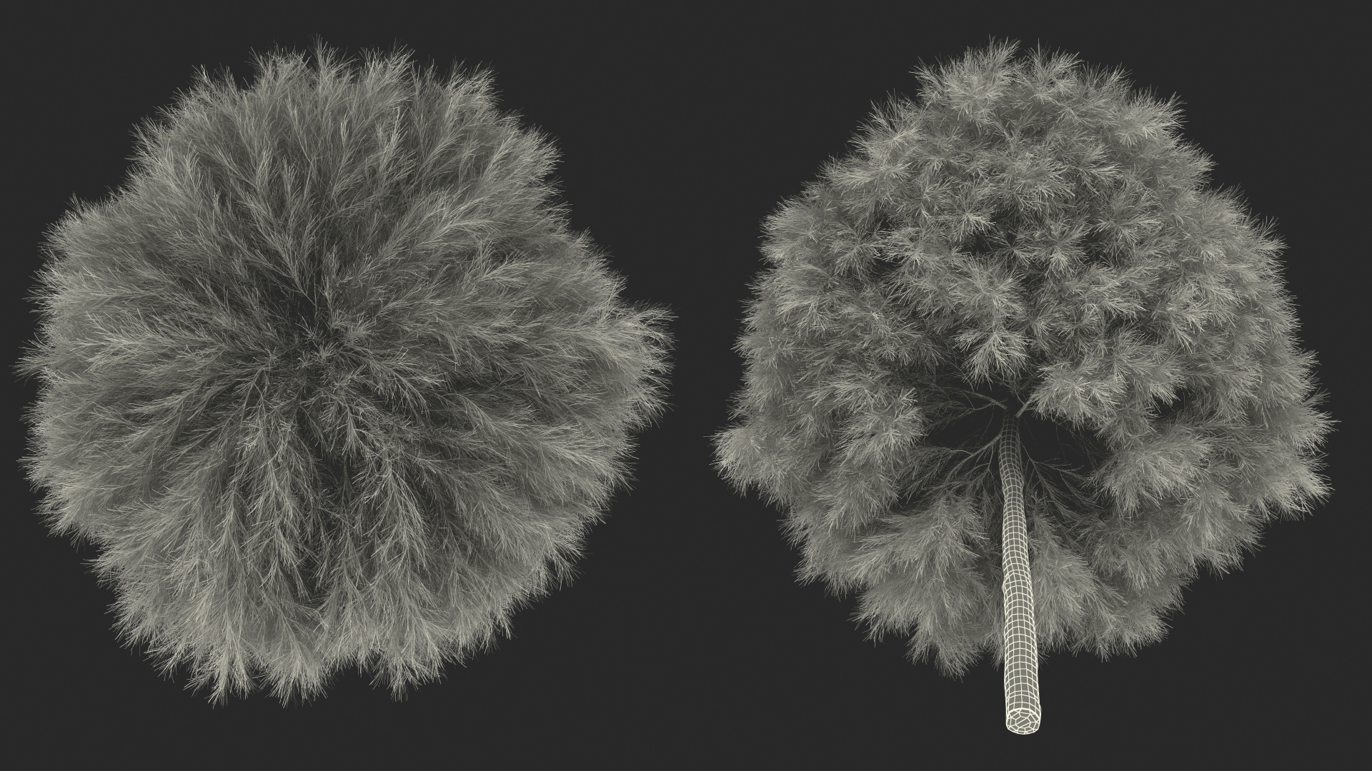 Acacia Cognata Tree 3D model