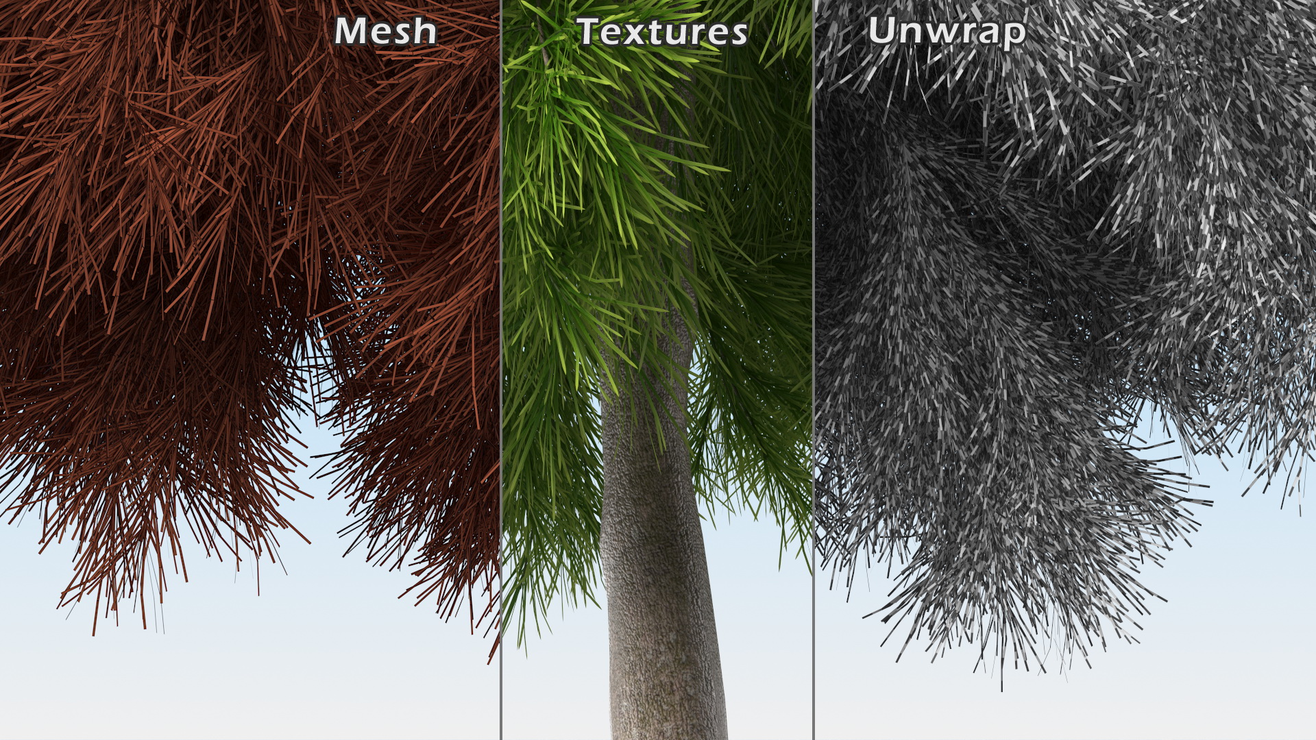 Acacia Cognata Tree 3D model