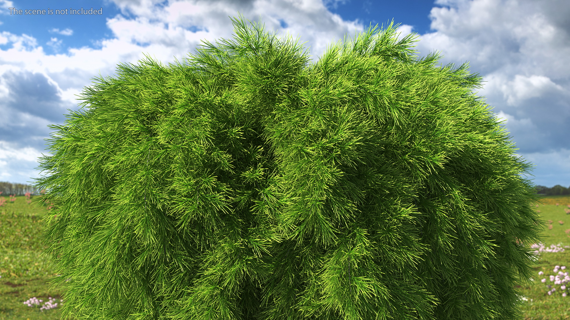 Acacia Cognata Tree 3D model