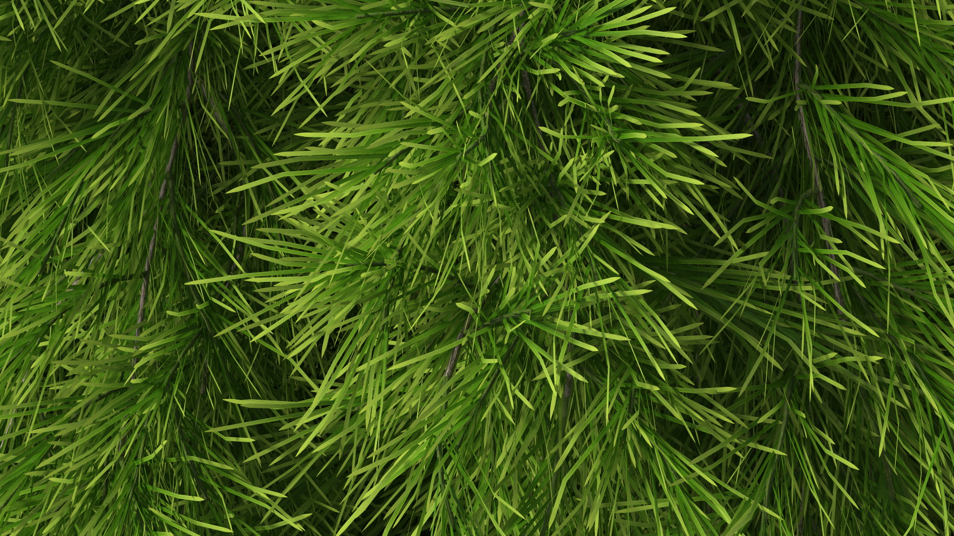 Acacia Cognata Tree 3D model