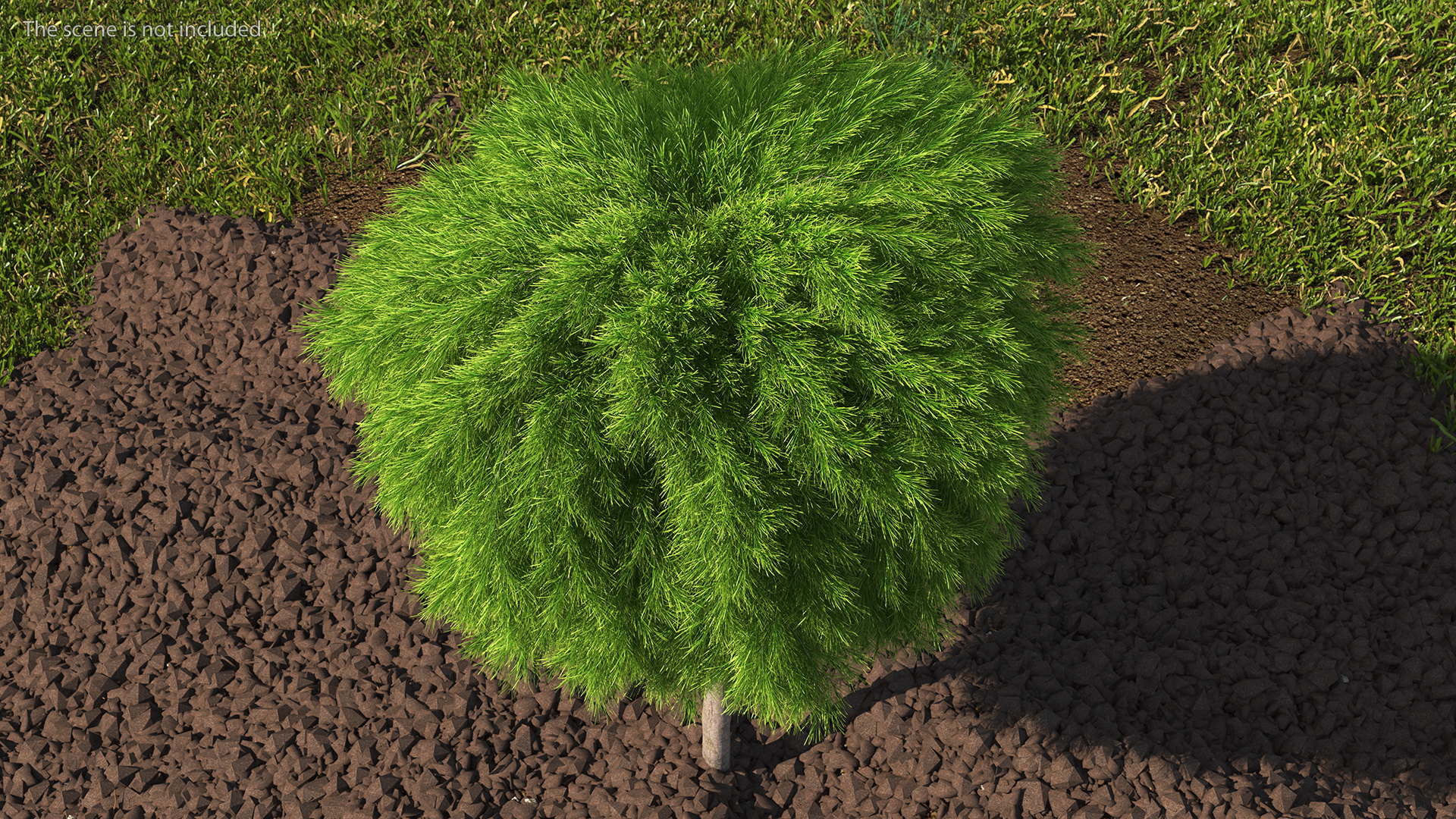 Acacia Cognata Tree 3D model
