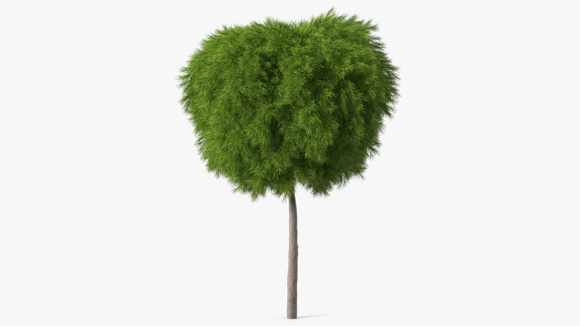 Acacia Cognata Tree 3D model
