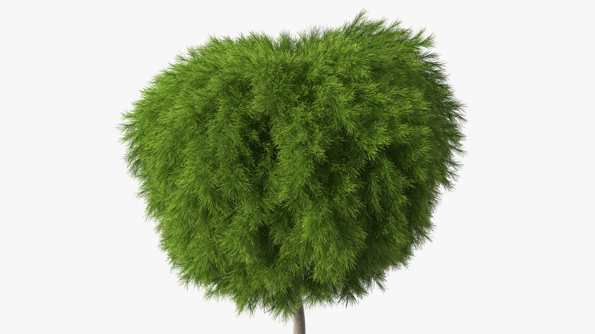 Acacia Cognata Tree 3D model