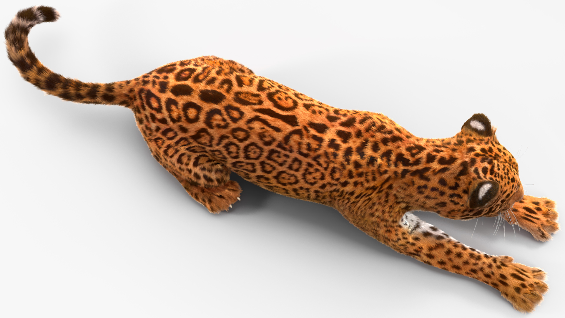 3D Jaguar Lying Down Fur