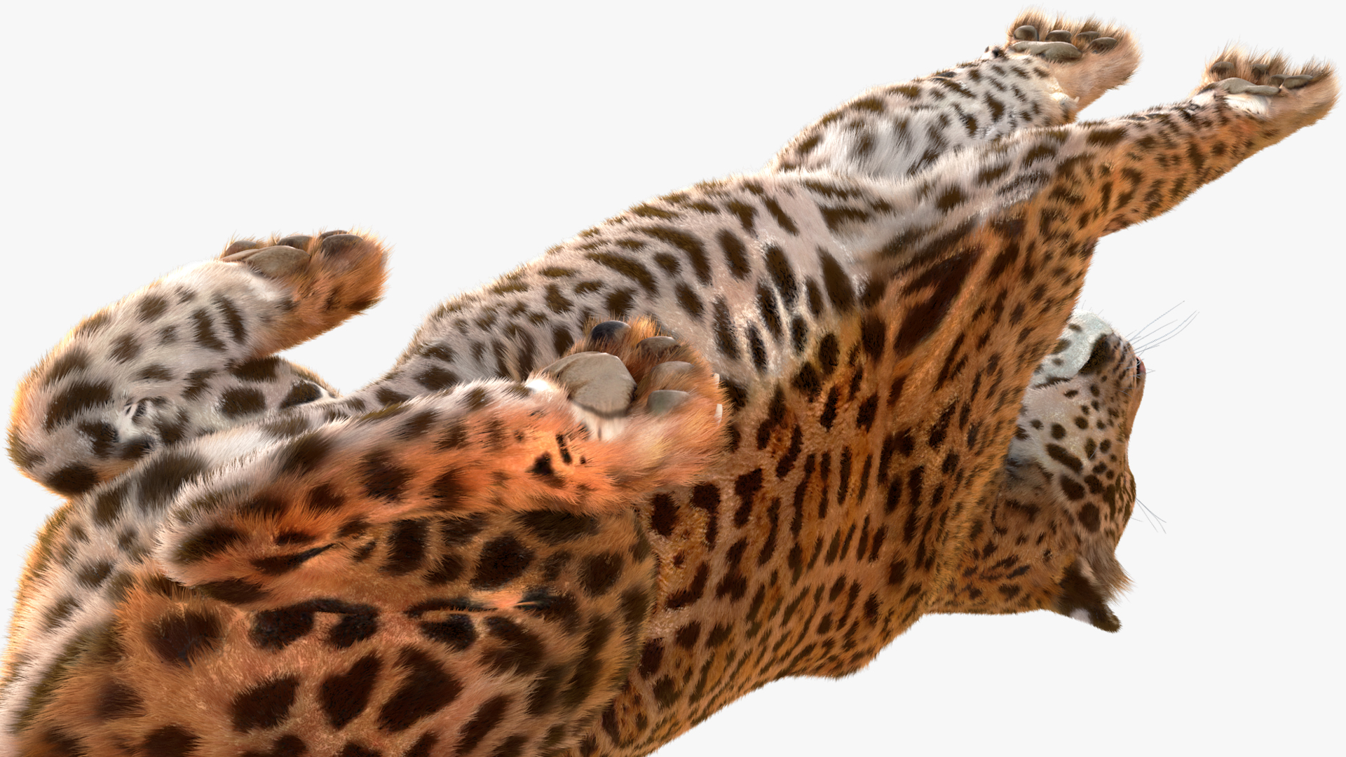 3D Jaguar Lying Down Fur