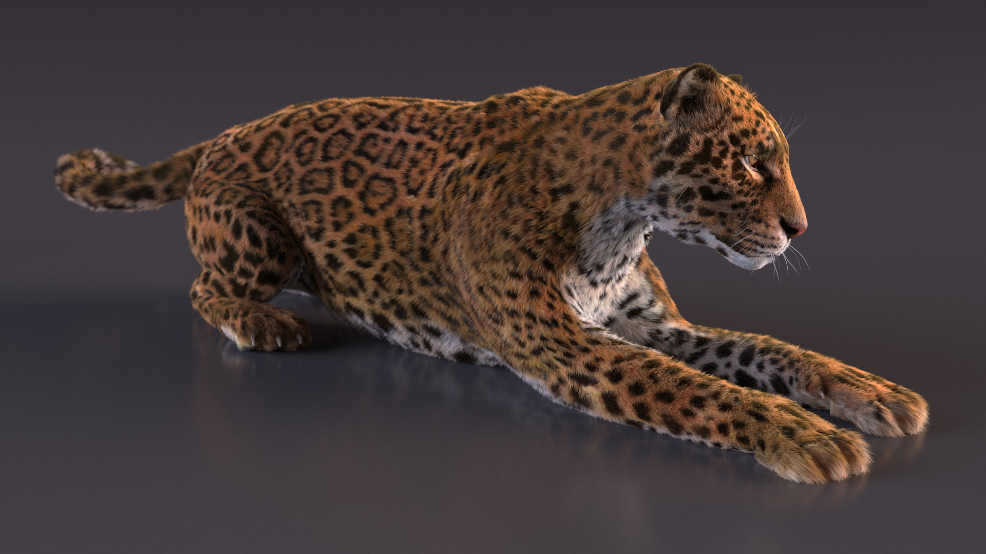 3D Jaguar Lying Down Fur