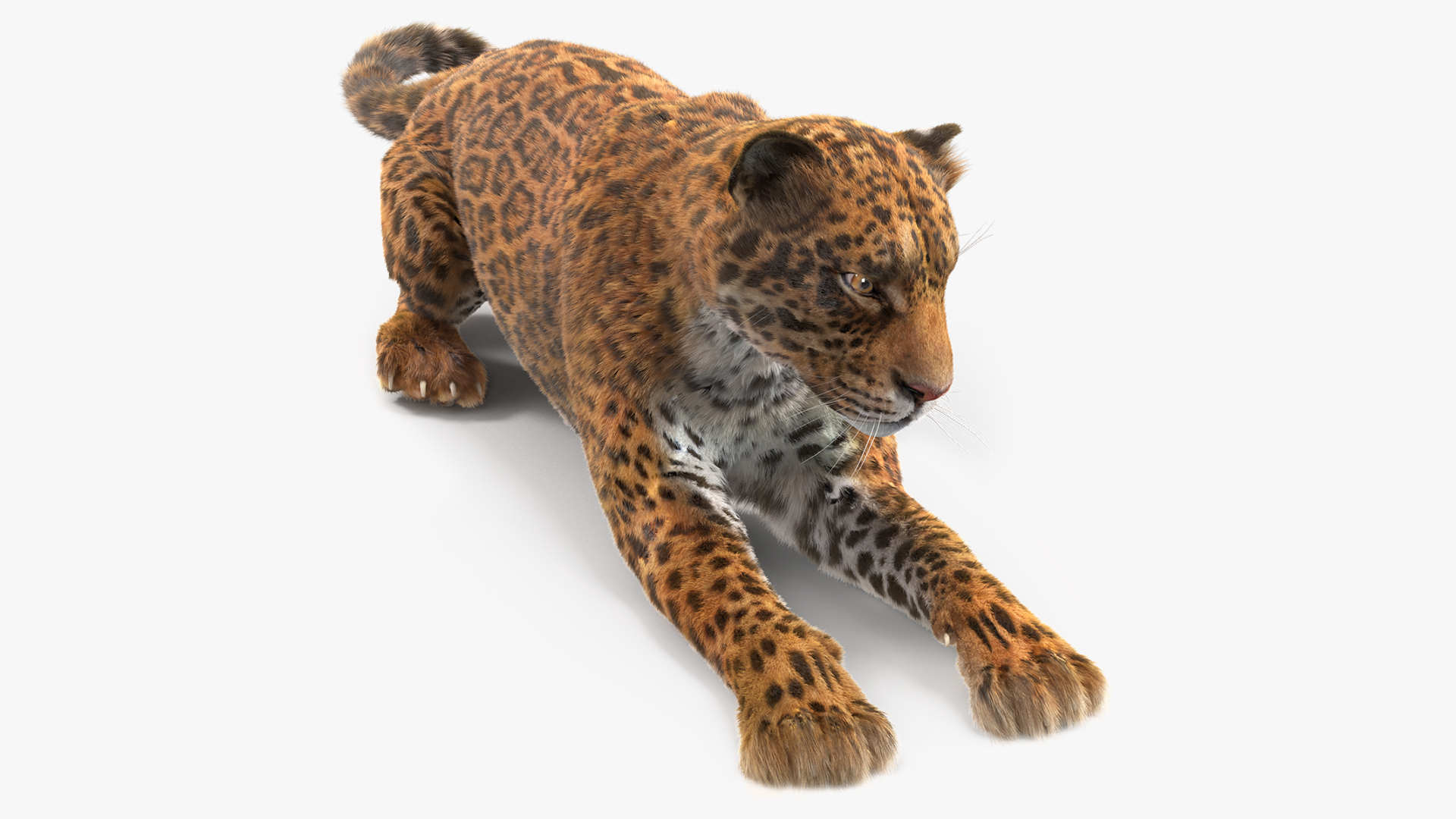 3D Jaguar Lying Down Fur