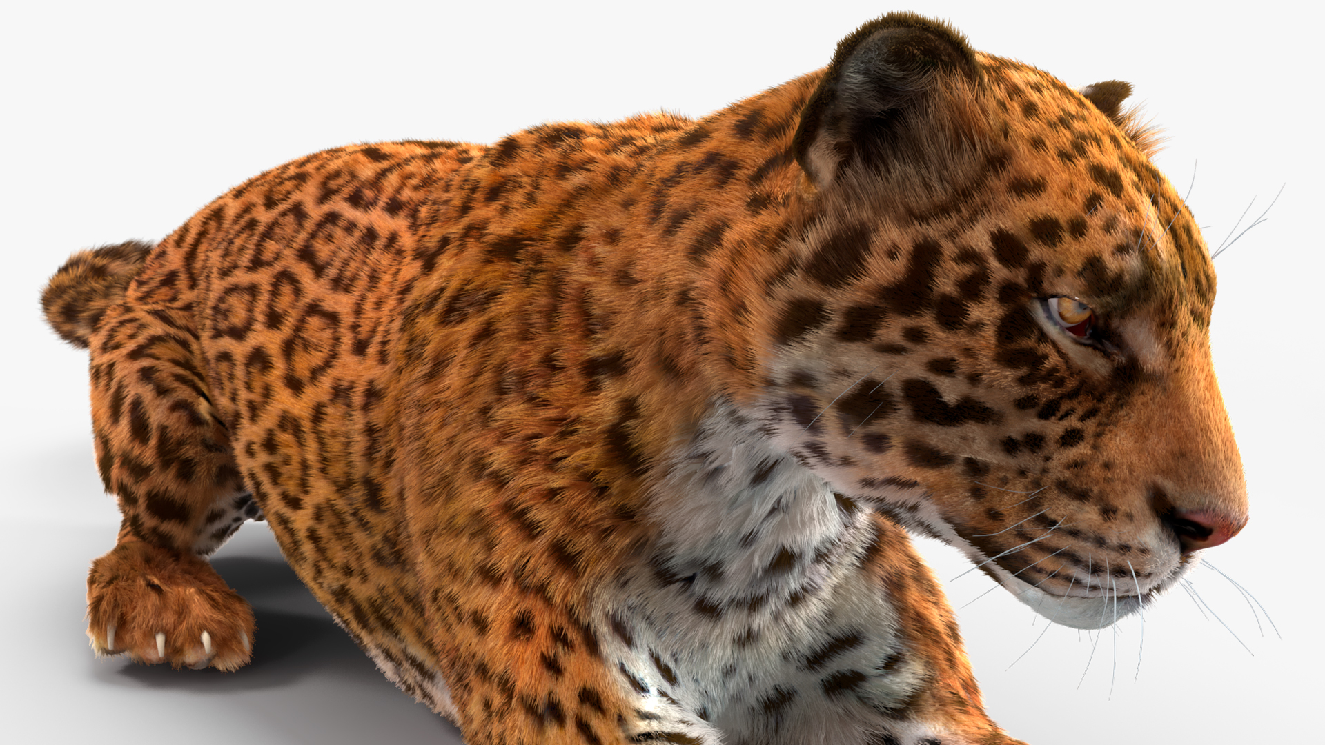 3D Jaguar Lying Down Fur