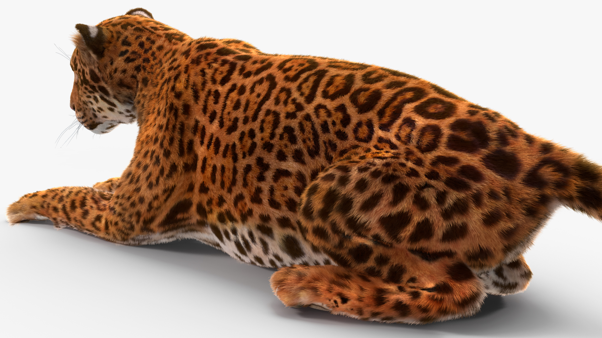 3D Jaguar Lying Down Fur
