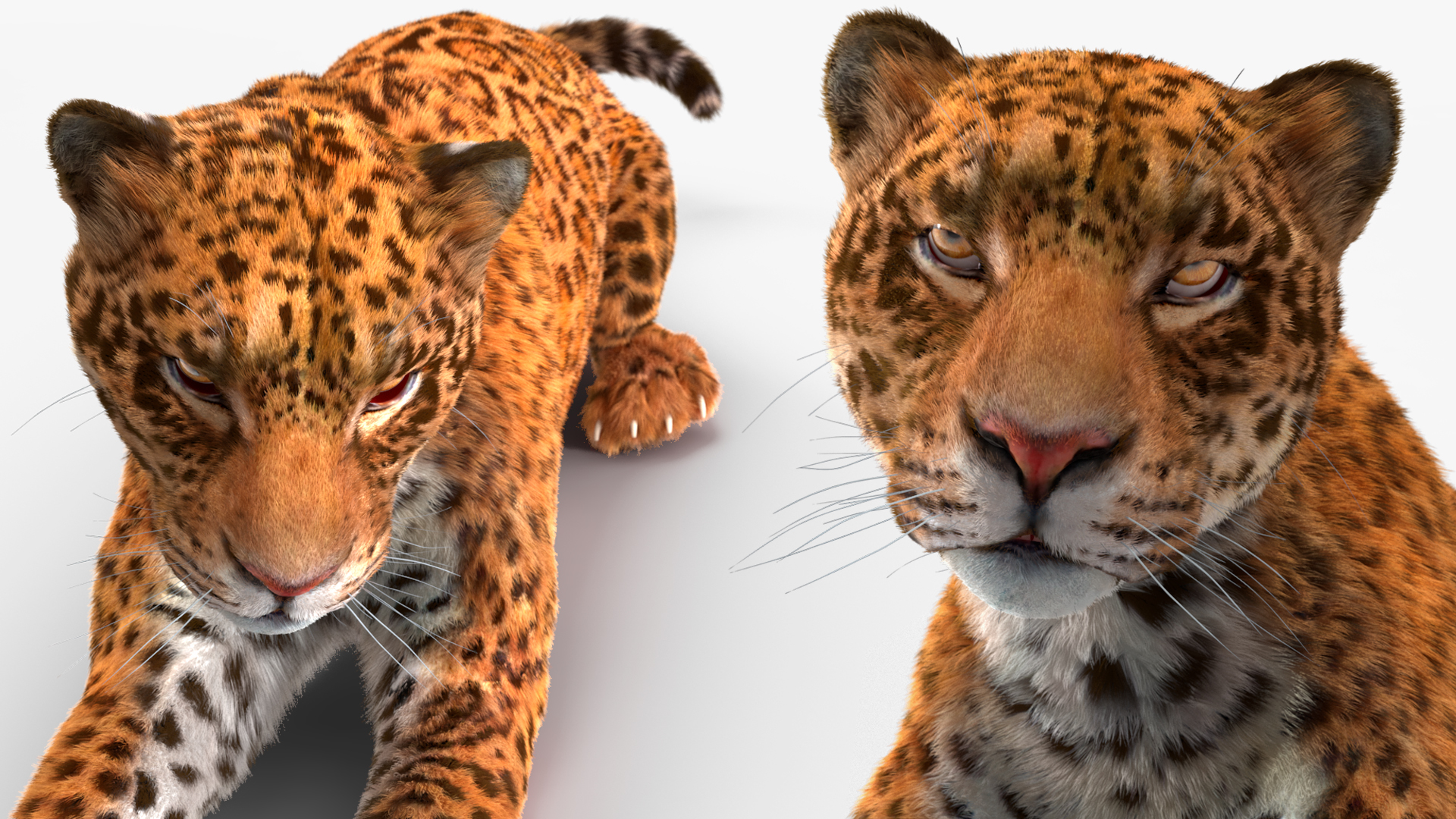 3D Jaguar Lying Down Fur
