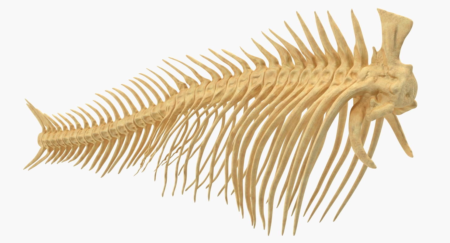 3D model Fish Vertebrae Bones