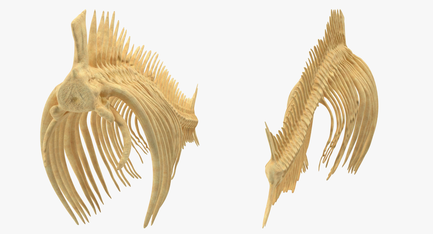 3D model Fish Vertebrae Bones